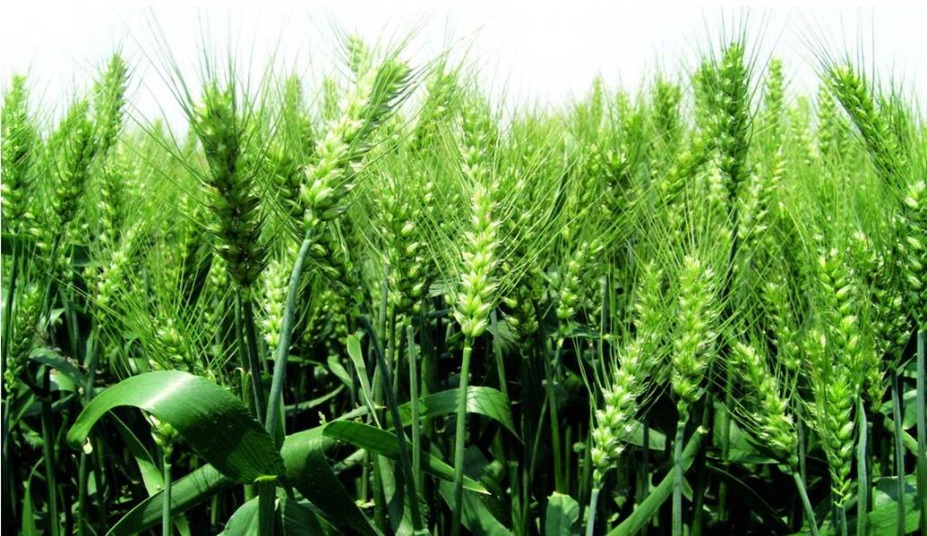 Wheat fertilizer management